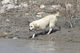 LABRADOR 539